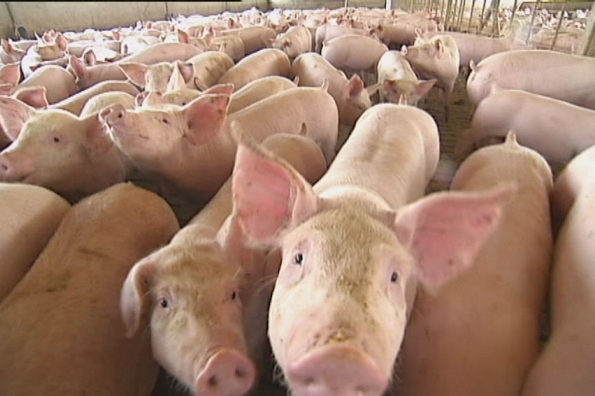 Blantyre Farms piggery, near Young NSW