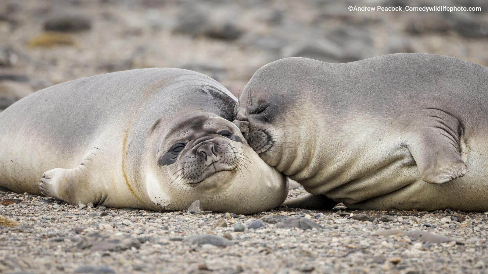 Two grey seals pictured together. One leans its head on the other. Both have smiling expressions. 