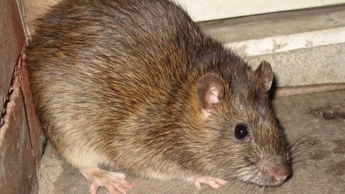 A brown rat in a corner