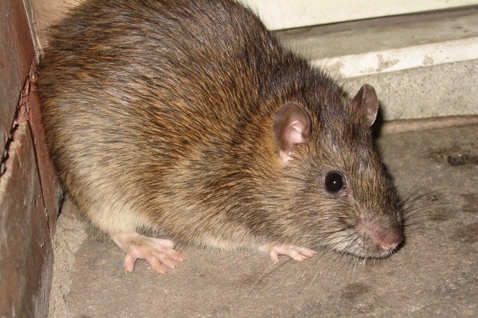 A brown rat in a corner