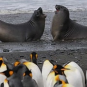 Macquarie Island picture teaser image.