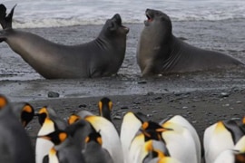 Macquarie Island picture teaser image.