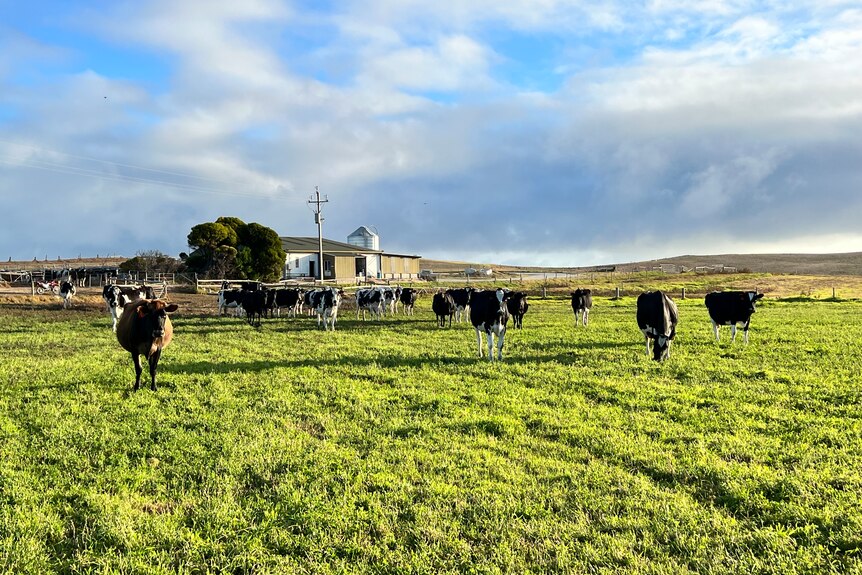 A herd of cows approaching the camera from a yard chewing on green lawn. 