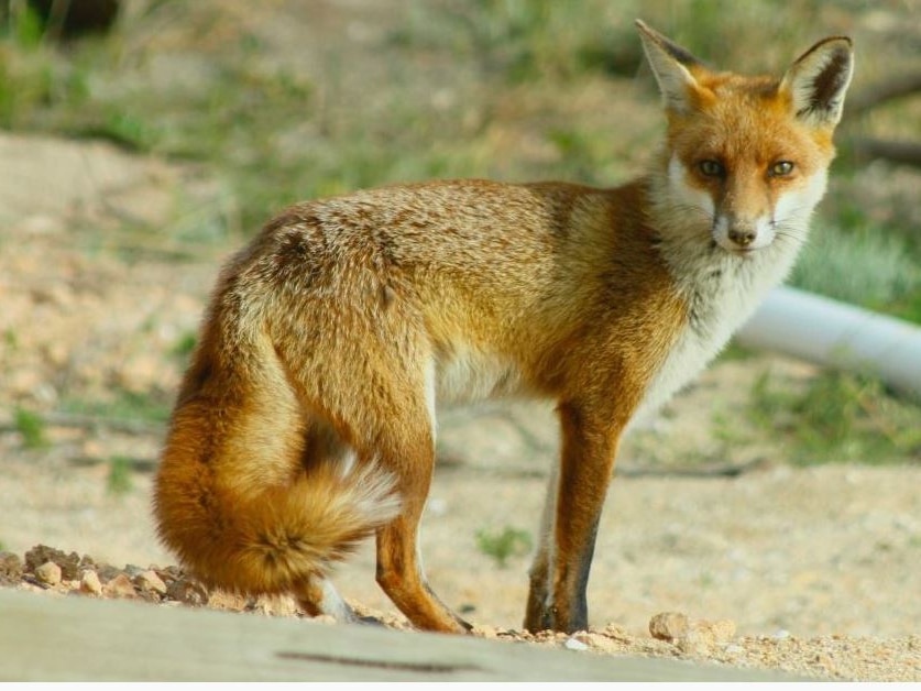 A fox looking at the camera.