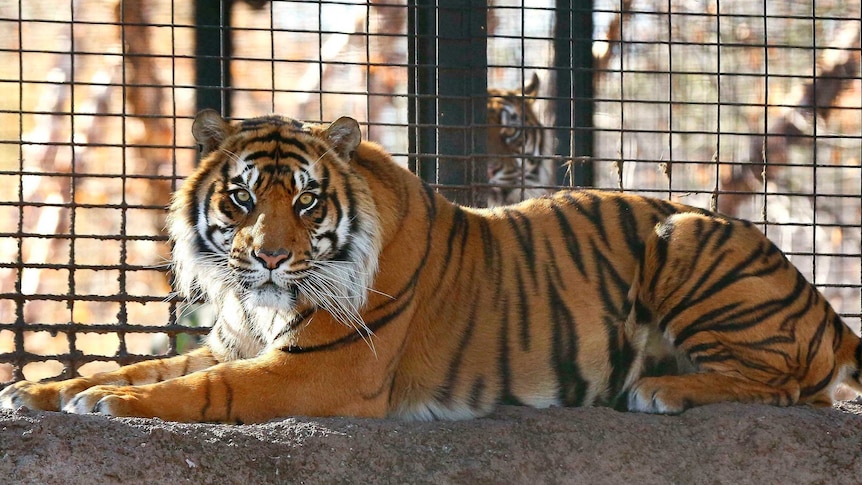 a Sumatran tiger lays down in a cage at the Topeka Zoo