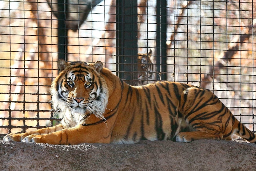 a Sumatran tiger lays down in a cage at the Topeka Zoo