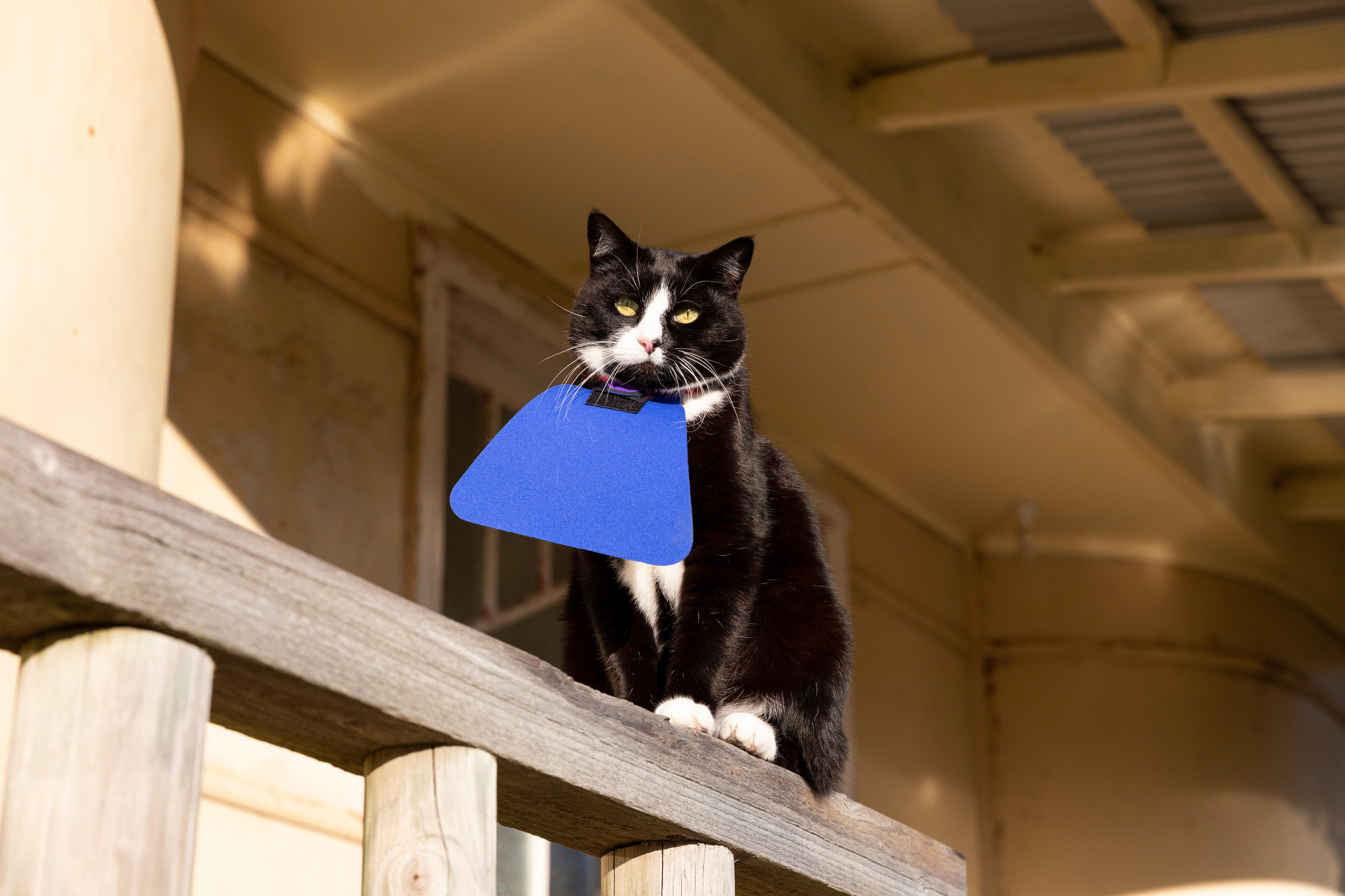 Cat bibs trialled by Eurobodalla council to stop pets killing native