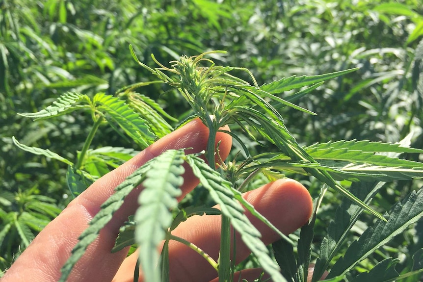 A hand in a hemp crop.