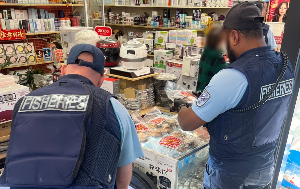 Australia loses millions per year to illegal fishing, the crackdown is now on as authorities crush businesses and boats