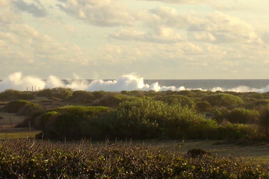 Waves crashing along a grassy coastline on a cloudy day.