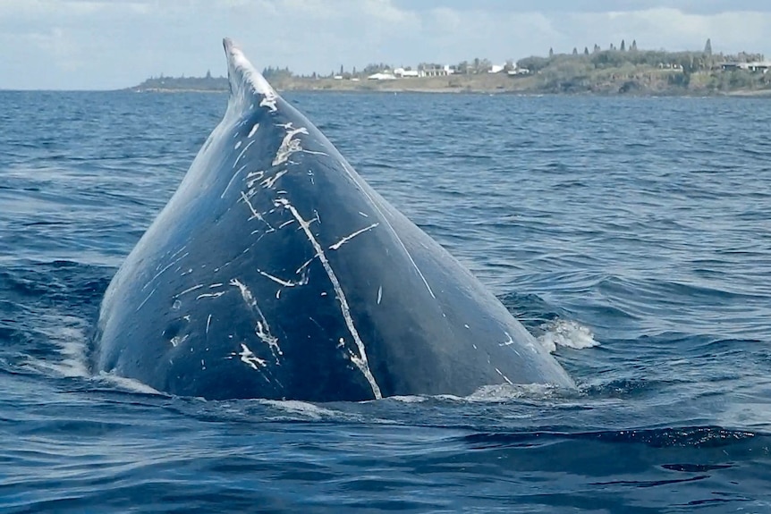 среща с китове