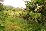 A banana plantation on the NSW north coast infected by Bunchy Top Disease.