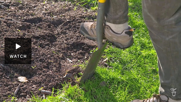 A foot being used to push a spade into turf around a garden bed. Has Video.