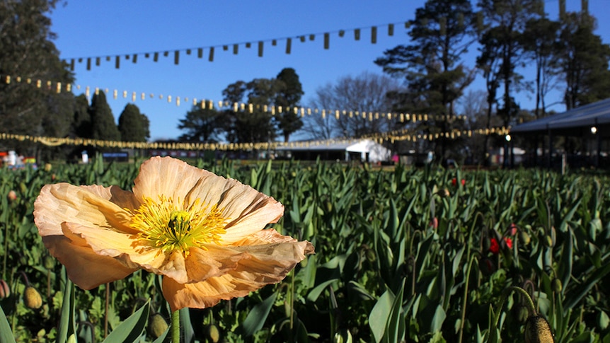 Floriade orange poppy