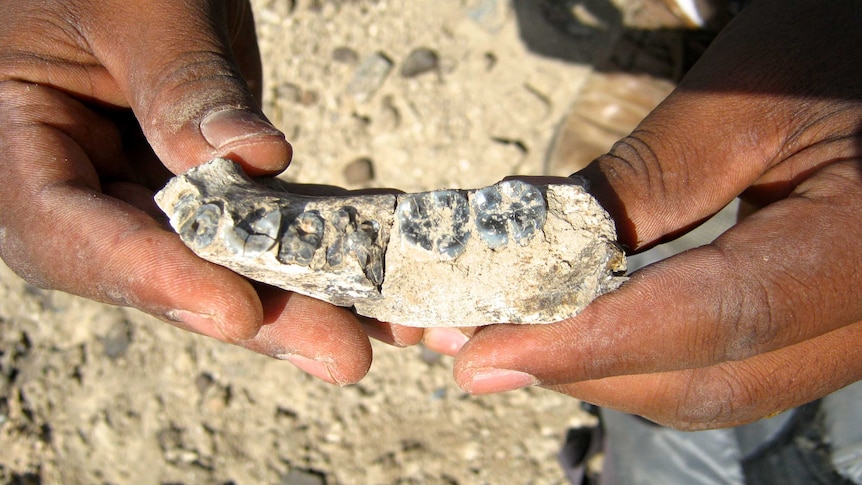Close-up view of the mandible fossil