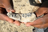 Close-up view of the mandible fossil