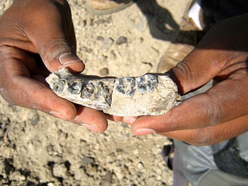 Close-up view of the mandible fossil