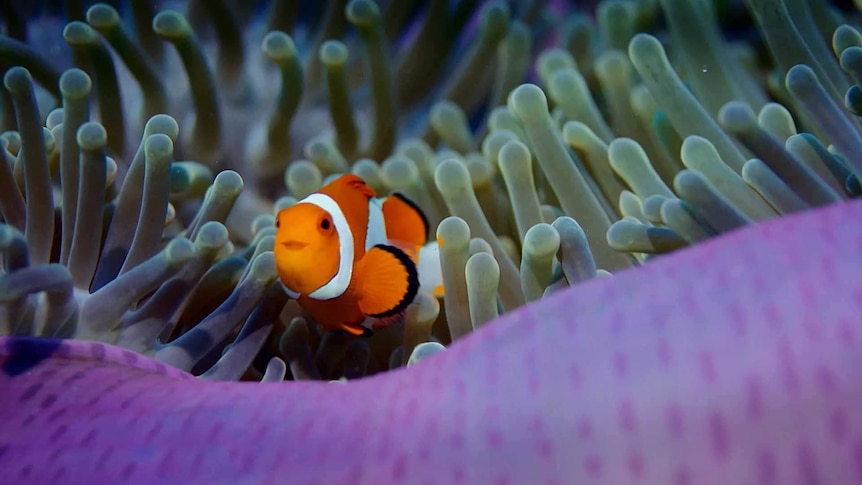 A Clownfish swimming in a reef.