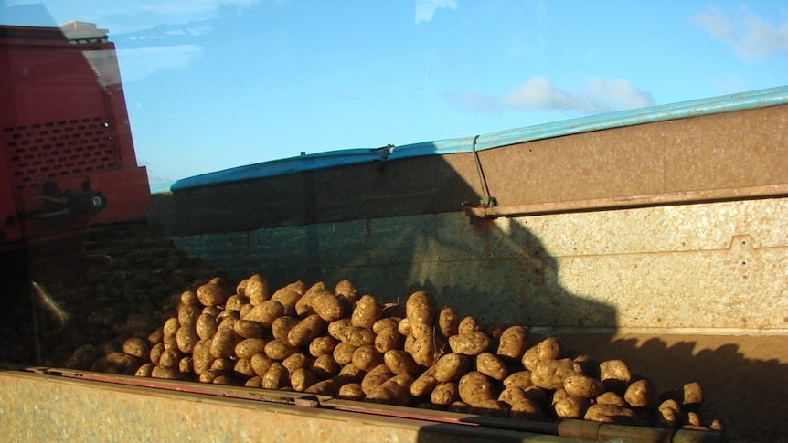 Tasmanian potatoes destined for processing