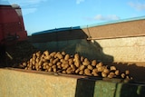 Tasmanian potatoes destined for processing