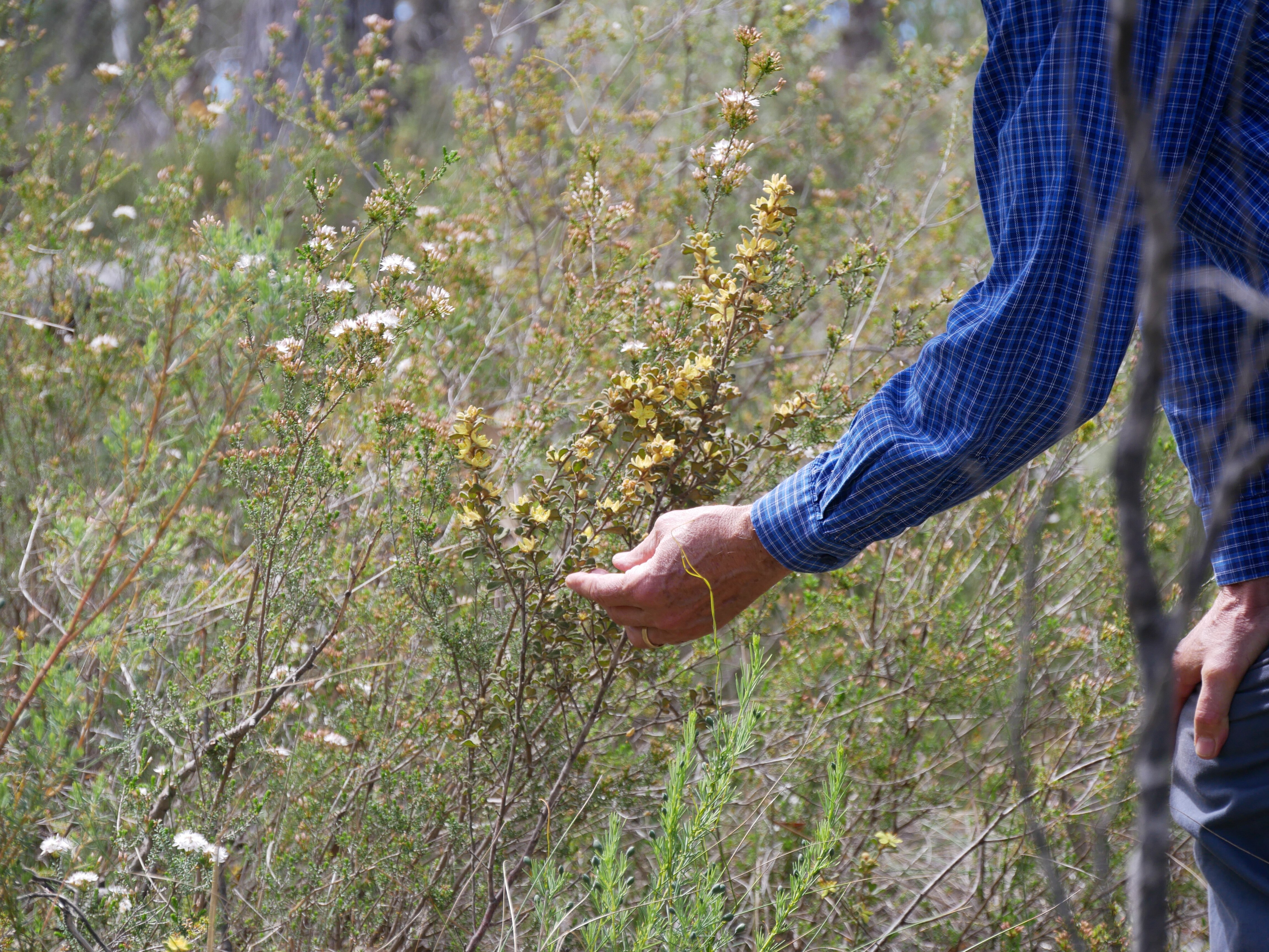 A man in a blue shirt touches a bright bush of yellow flowers.