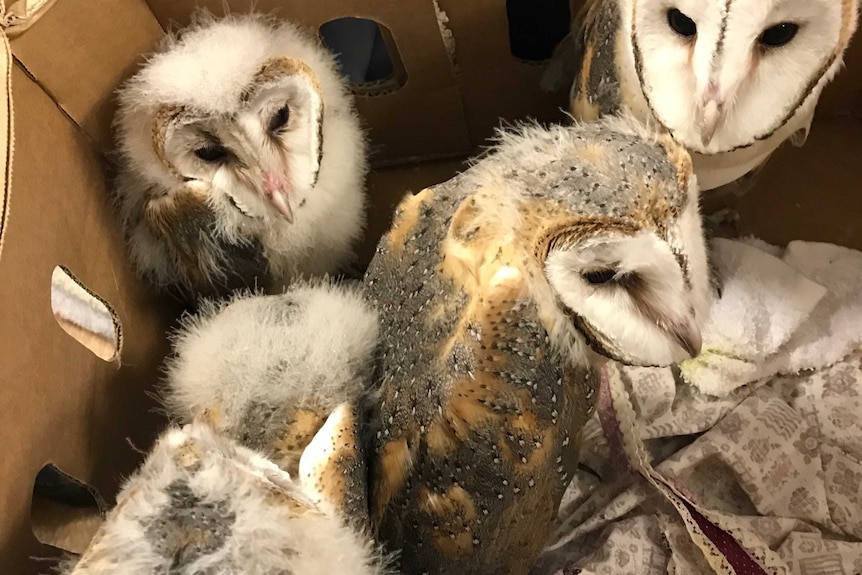 Owl chicks arrive in a box to the hospital.