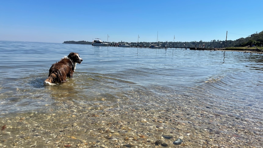 A dog at a beach