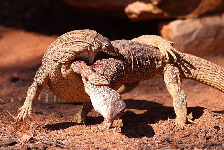 Bungarra lizards fighting for female attention