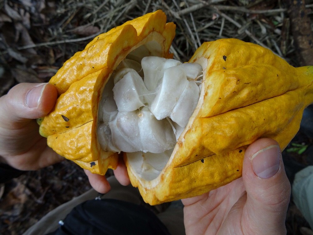 Mulch around the cocoa beans