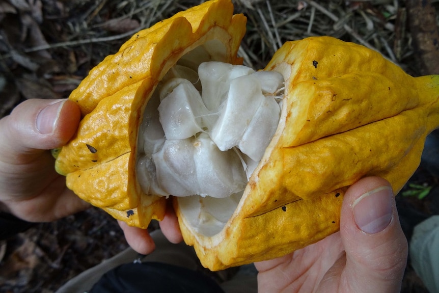 Mulch around the cocoa beans