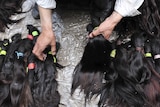 A vendor displays human hair at a wholesale market