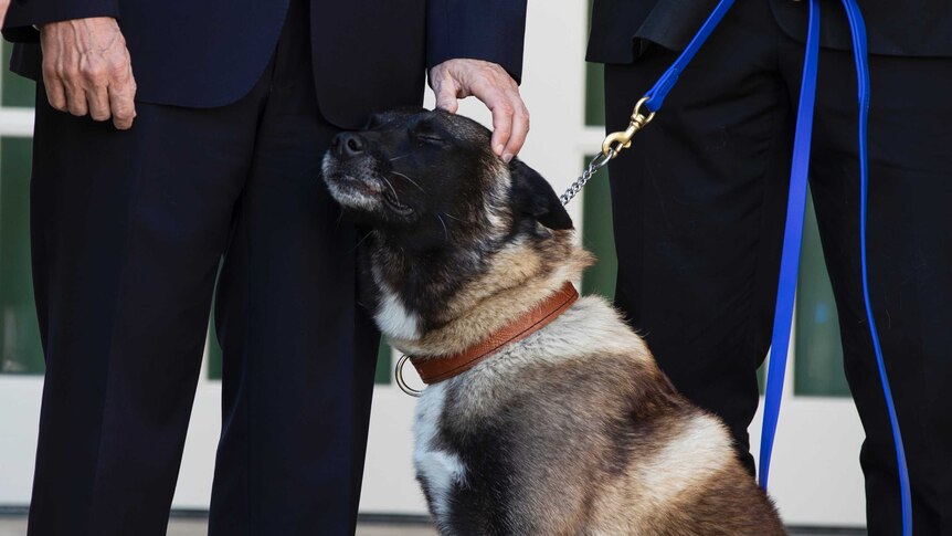 A Belgian Malinois dog rests its head on US Vice President Mike Pence's leg as he pats its head