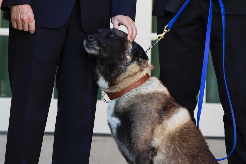 A Belgian Malinois dog rests its head on US Vice President Mike Pence's leg as he pats its head