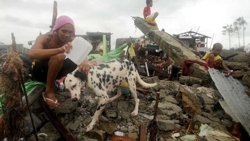 A man baths his pet dog among debris of destroyed houses in Tacloban, Philippines