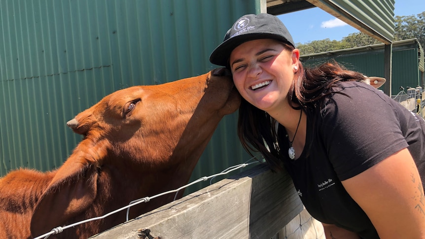 A young cow licks the cheek of a woman 