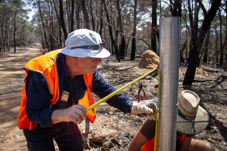 An older and a younger man repair a wire fence in bushland.