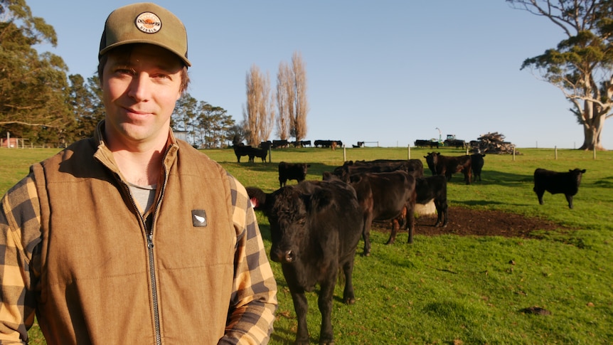 a man stands in front of cows in a field