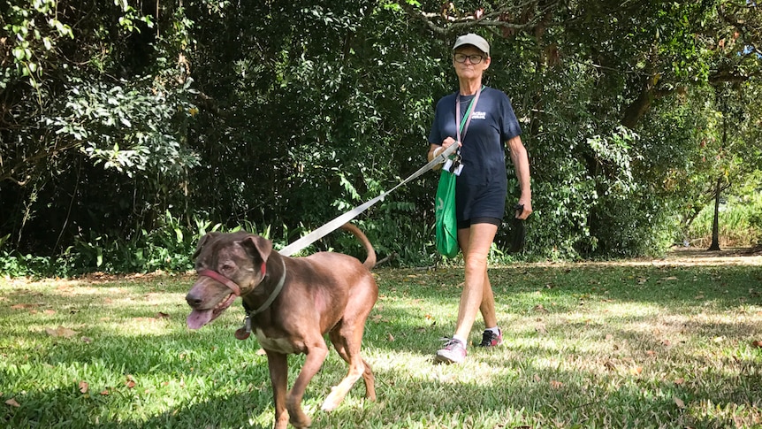 A woman walks an energetic larger dog across a green grass lawn.
