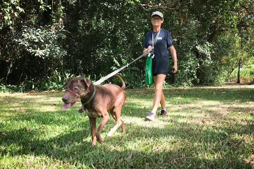 A woman walks an energetic larger dog across a green grass lawn.