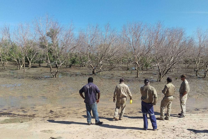 Indigenous Rangers from the Carpentaria Land Council look at dead mangroves