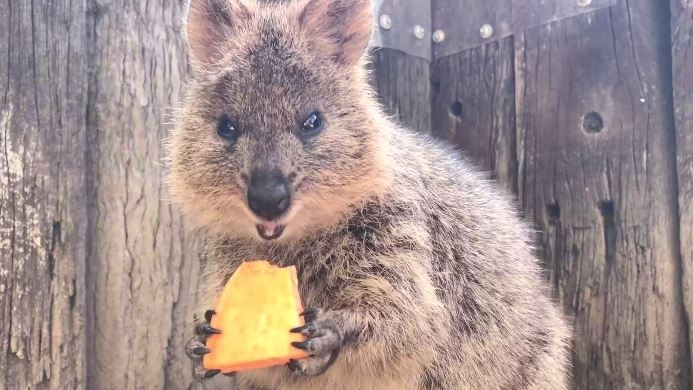 Coco the quokka