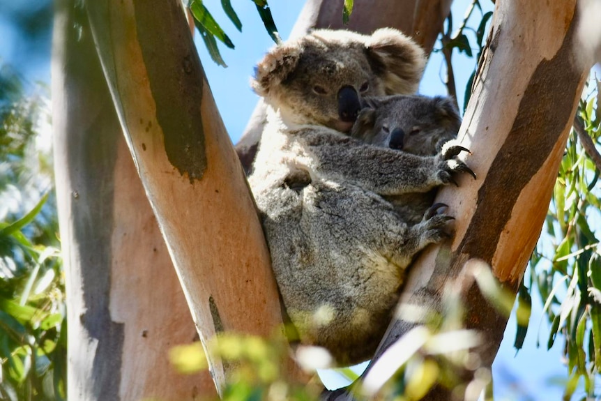 Koala and her joey up a tree