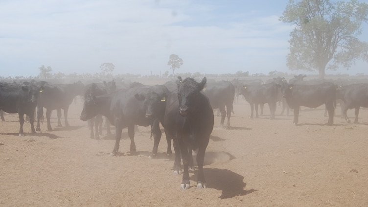 Drought hits NSW town of Walgett