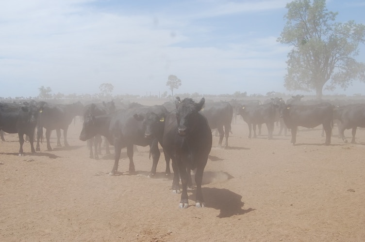 Drought hits NSW town of Walgett