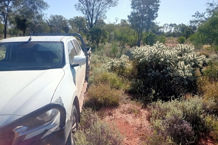 A Hudson Pear plant next to a large ute, showing its relative size. It reaches significantly above the bed of the truck.