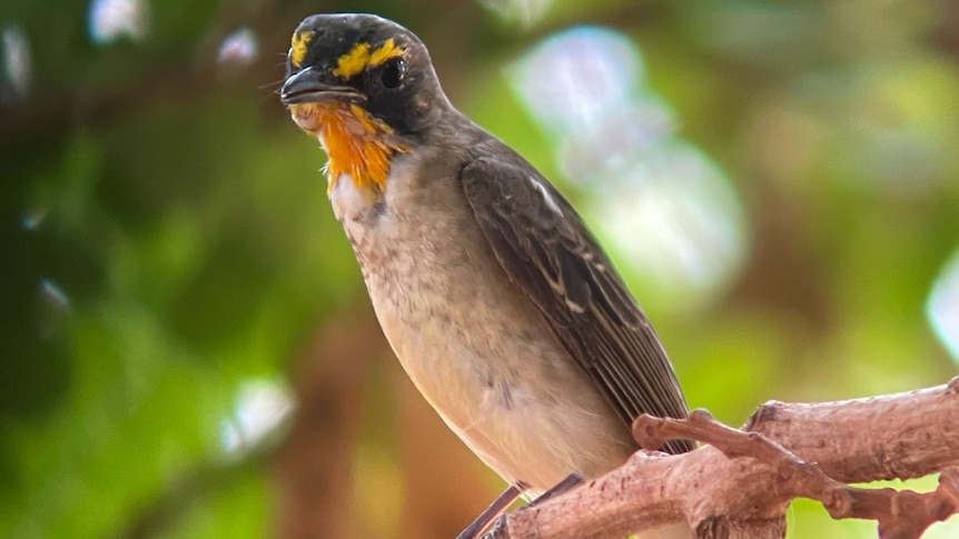 a small black backed bird with white chest and yellow eyebrows