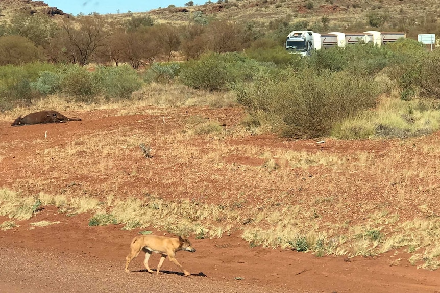A wild dog walks along the highway, with a carcass of a steer in the background. A truck rolls by.