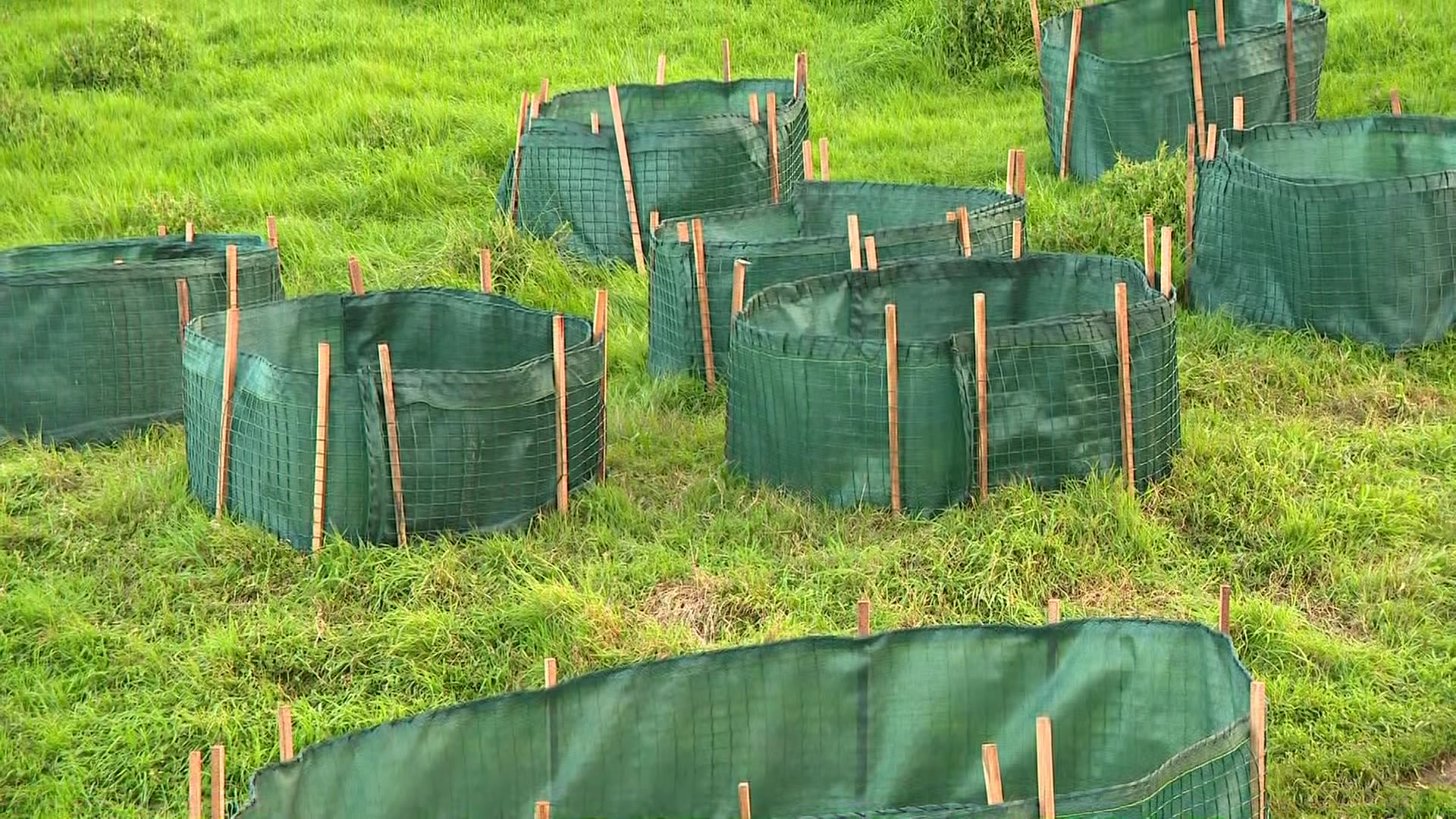 Circular green mesh enclosures set up close together with wooden stakes on green grass.