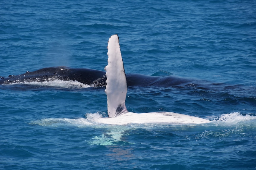 A whale waves its pectoral fin in the air as it swims through the water