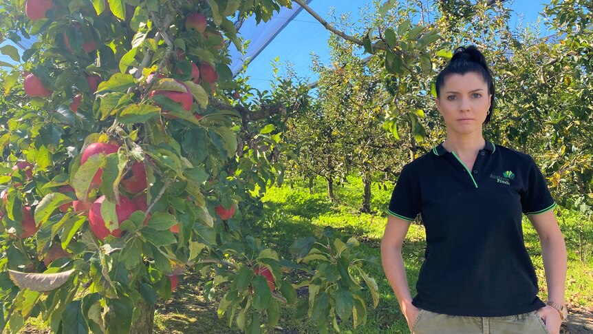 A young woman in a black polo stands in an apple orchard 